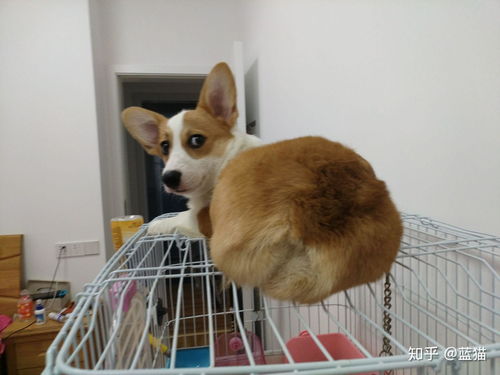 柯基和柴犬哪个可爱