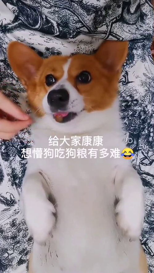 如何让狗吐出来