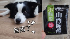 狗吃醋了会怎么样