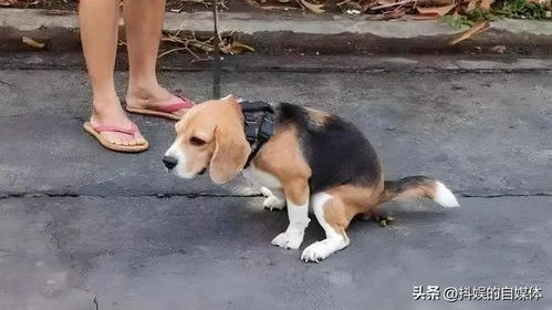狗狗埋在哪里好