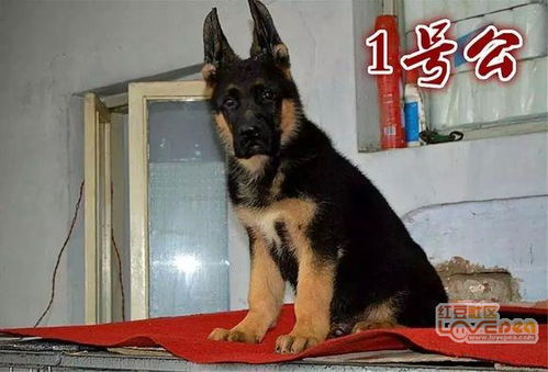 哪里有卖德牧犬的