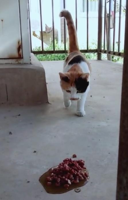 如何接近流浪猫