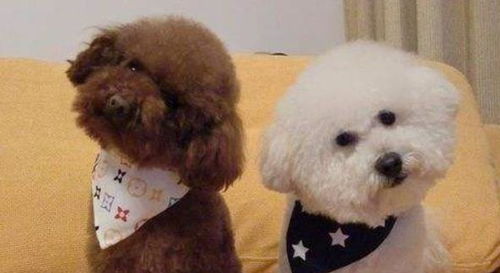 比熊犬和泰迪狗哪个好养