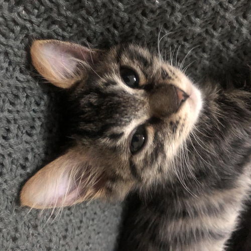 母猫怀孕多久能绝育