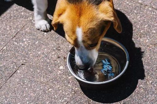 狗狗尿血都有哪些原因