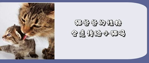 小猫的性格特点有哪些