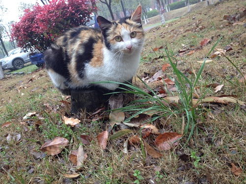 猫分娩后多久可以绝育