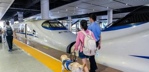 如何带小狗坐高铁