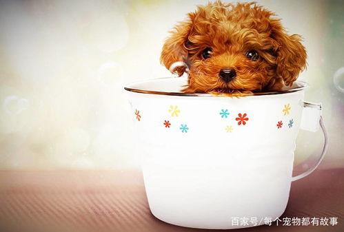 小狗茶杯犬在哪里买