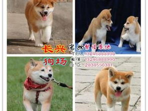 柴犬深圳哪里有卖