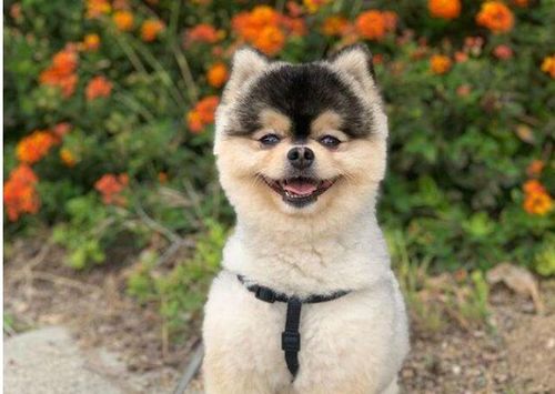 狗狗幼犬多久一次拜耳