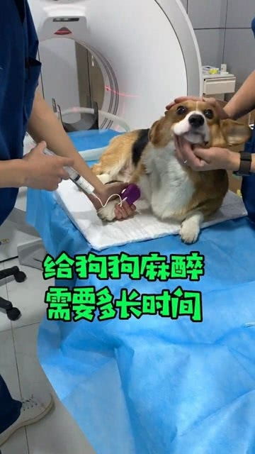 小狗如何麻醉
