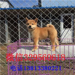 柳州哪里有柴犬卖