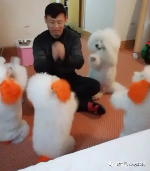 如何教比熊犬做恭喜