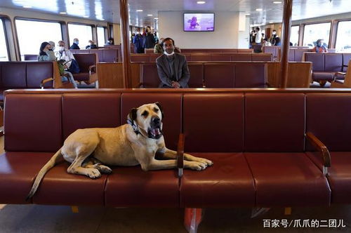 狗可以坐哪些交通工具