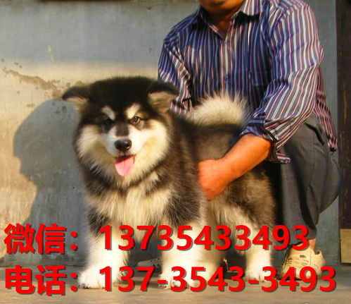 贵阳哪里有买狗狗的