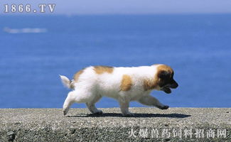 狗皮肤病哪些东西不能吃