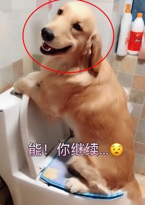 如何教狗用马桶