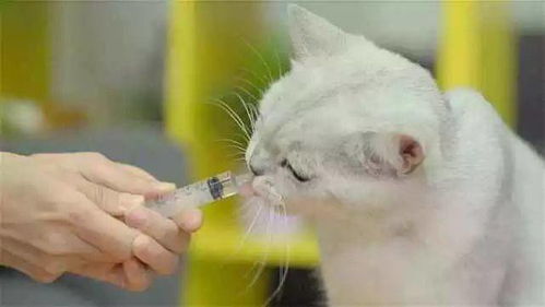 如何让小猫吃药