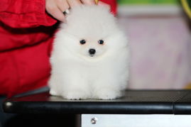 博美犬在哪里能买到