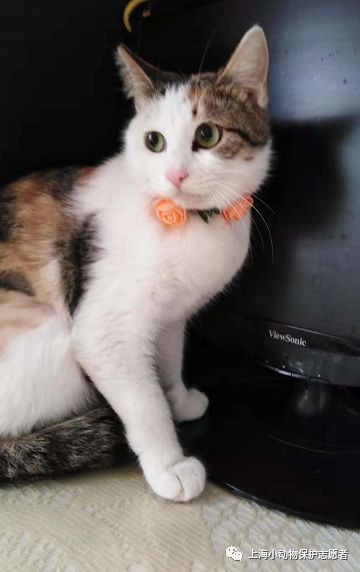 上海哪里收养猫咪