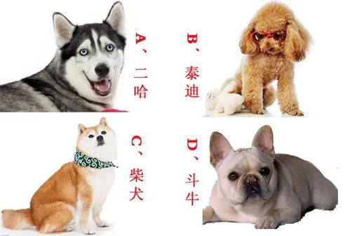 如何测试狗狗性格