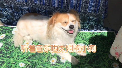 有哪些狗是很小很小的
