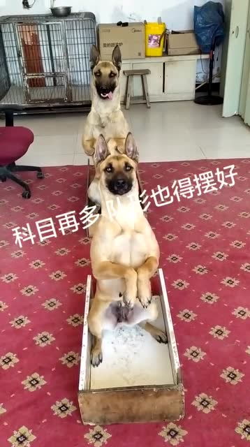狗的训练科目有哪些