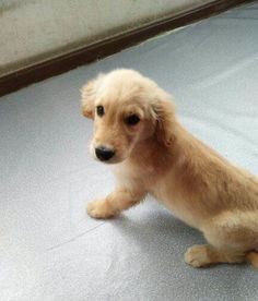金毛犬多久打疫苗针