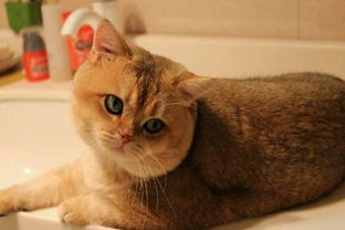 如何帮助猫排尿