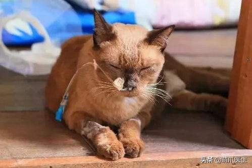 猫白血病会有哪些症状