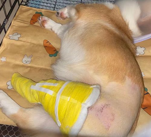 狗狗髌骨移位如何治疗