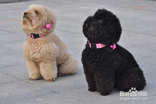 泰迪犬如何喂养