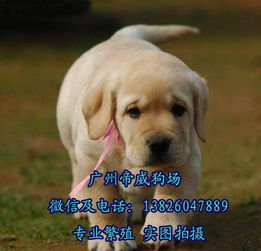 佛山哪里有狗卖