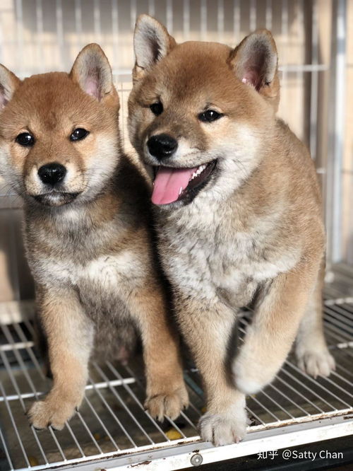 哪里有买柴犬的