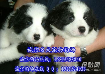 广州哪里有边境牧羊犬