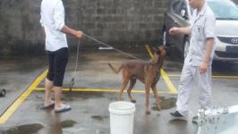 钦州哪里谁有马犬卖