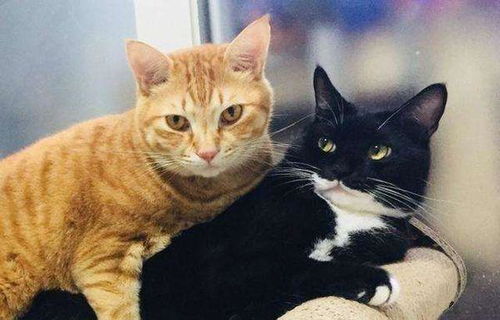 猫臭味如何处理