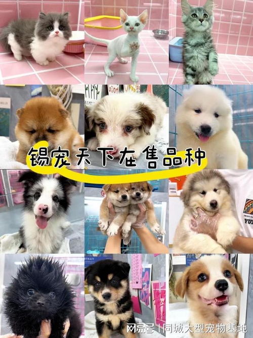 无锡哪里有正规的犬舍