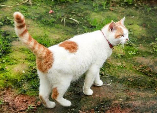 宠物猫多久可以配种