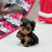 如何看约克夏幼犬品相