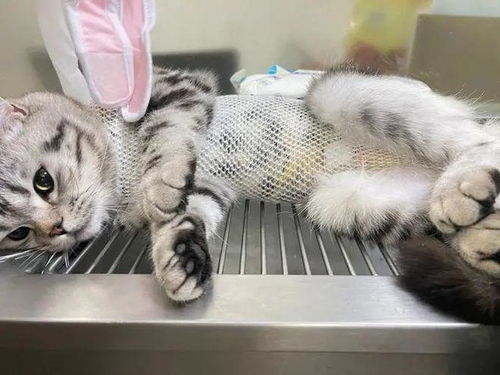 给猫咪绝育需要多久