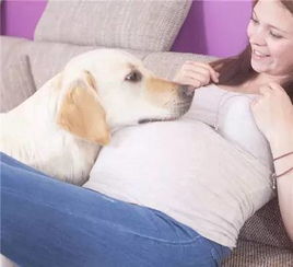 如何让狗狗受孕