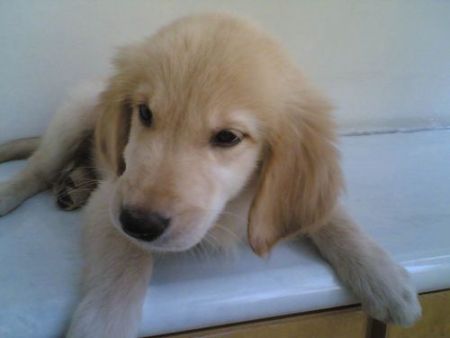 金毛犬生病有哪些症状