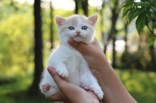 海南哪个猫舍好