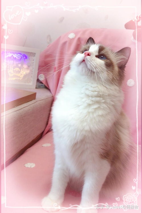 怎么样看布偶猫的好不好