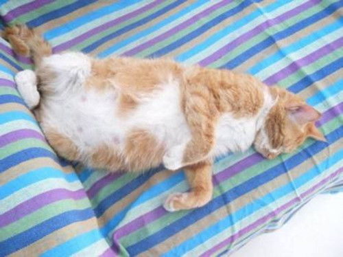 母猫多久可以知道怀孕