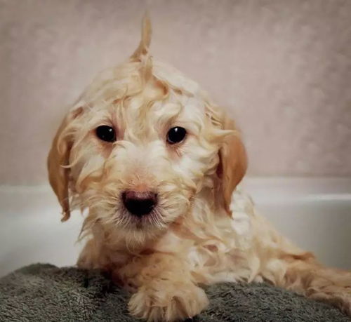 泰迪幼犬多久可以洗澡
