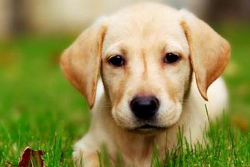 拉布拉多犬多久洗一次澡