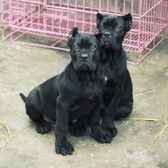 哪里买卡斯罗犬